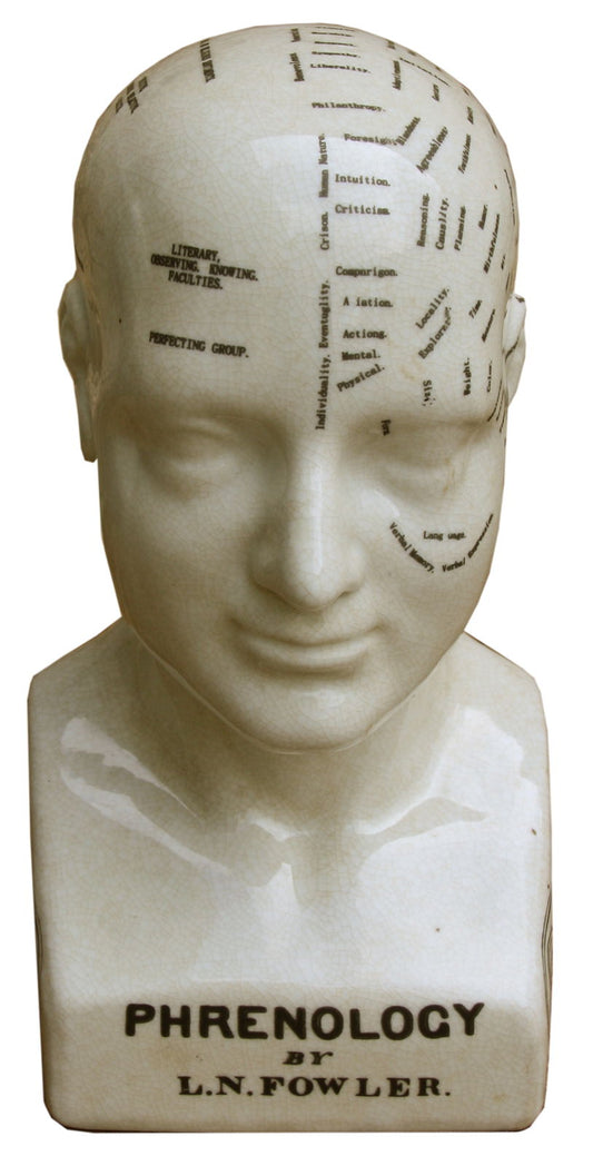 Medium Ceramic Phrenology Head 25cm Decorative Bust for Home Decor