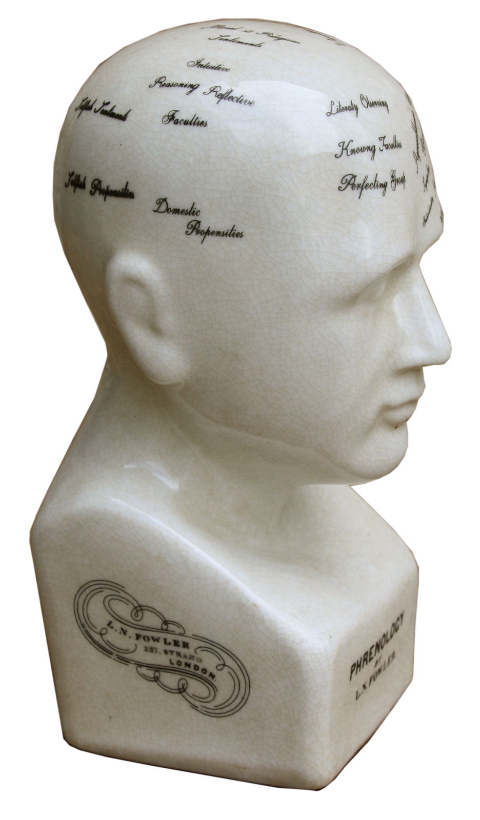 Small Ceramic Phrenology Head 19cm Decorative Bust