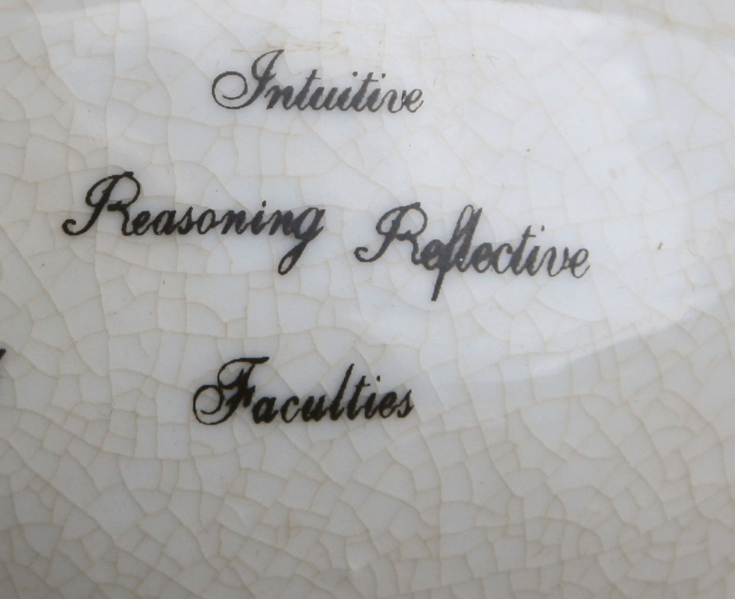 Small Ceramic Phrenology Head 19cm Decorative Bust