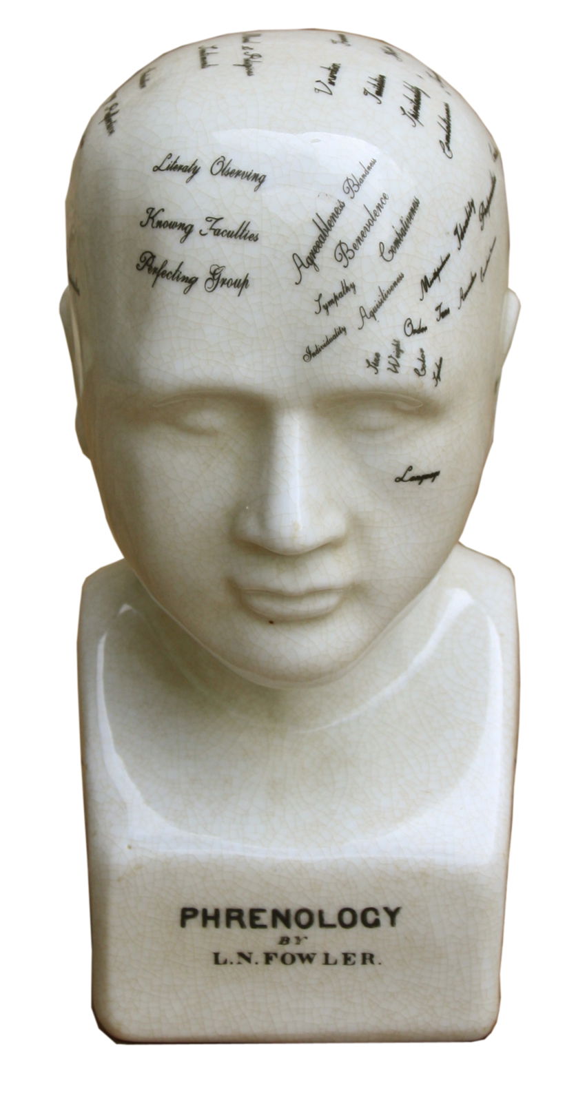 Small Ceramic Phrenology Head 19cm Decorative Bust